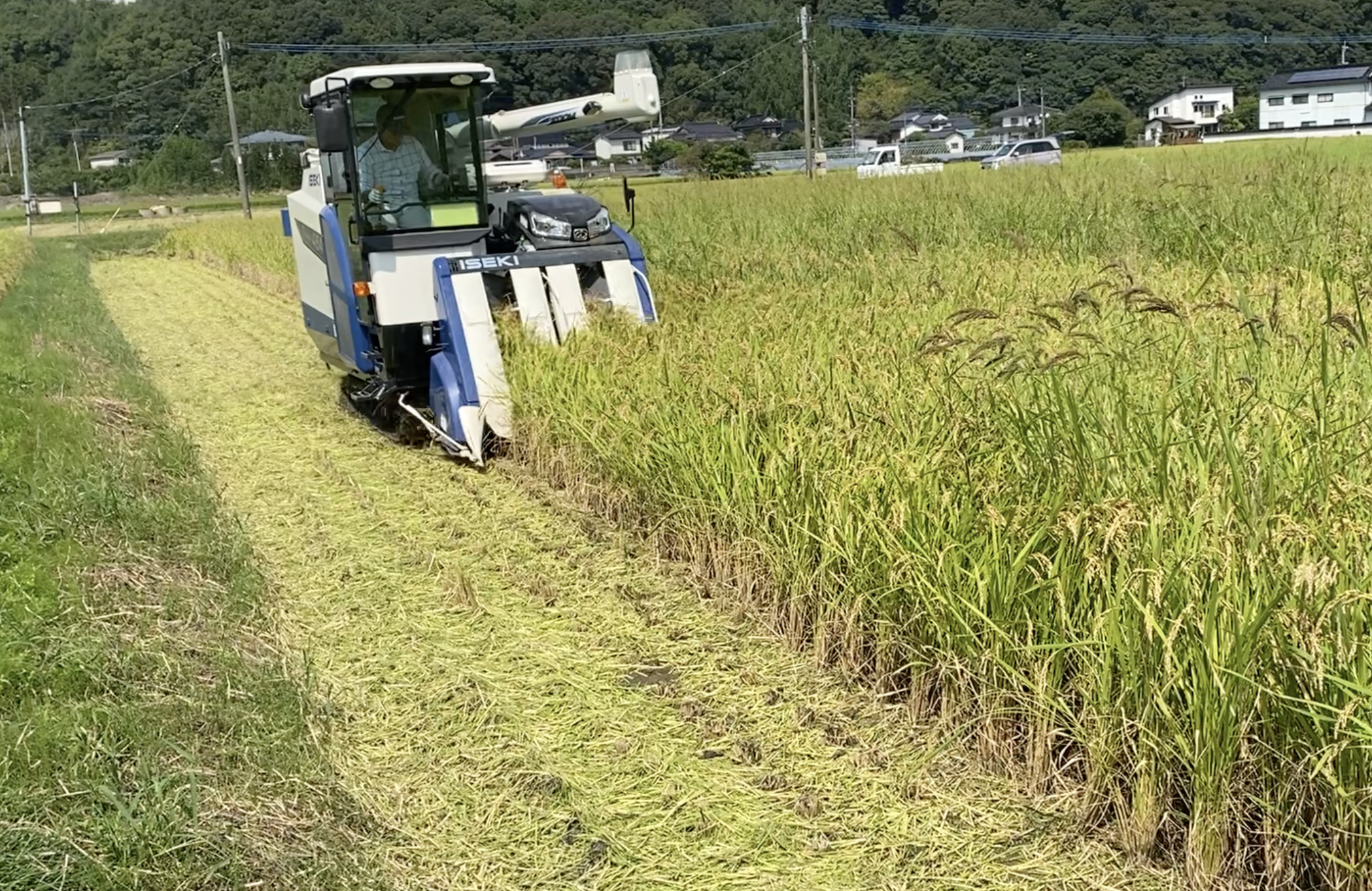 稲刈りの様子